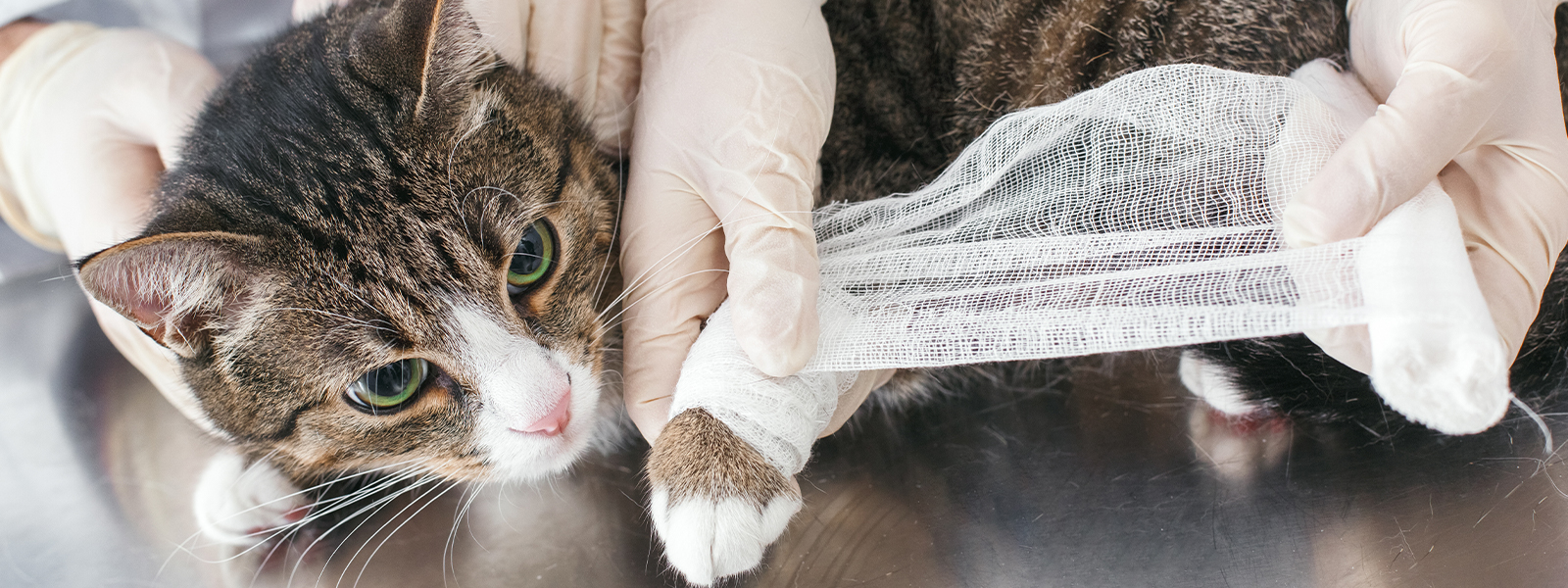 猫の診療｜陶のまち動物病院｜愛知県瀬戸市で犬・猫・小動物の怪我や 